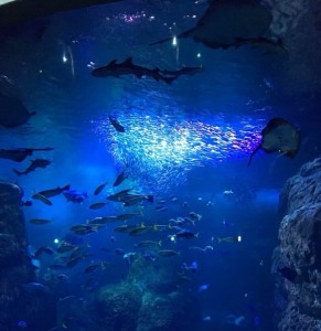 161013江ノ島水族館②