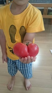 TOMATO