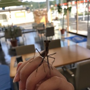 カマキリ②